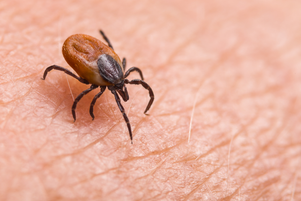 How to avoid Ticks while hiking and what to do if bitten picture